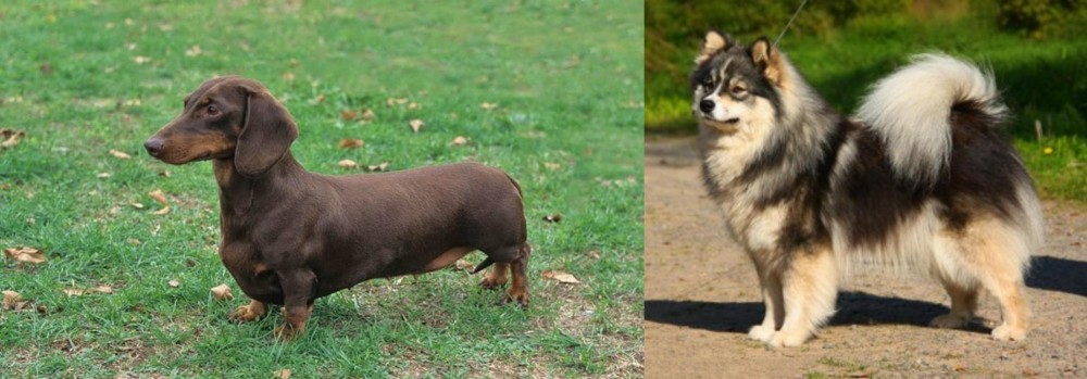 Finnish Lapphund vs Dachshund - Breed Comparison