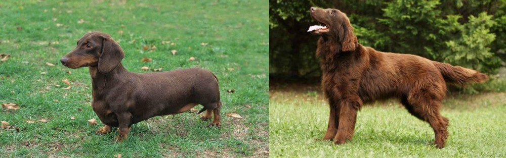 Flat-Coated Retriever vs Dachshund - Breed Comparison