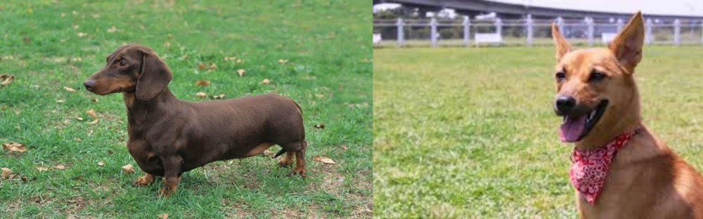 Formosan Mountain Dog vs Dachshund - Breed Comparison