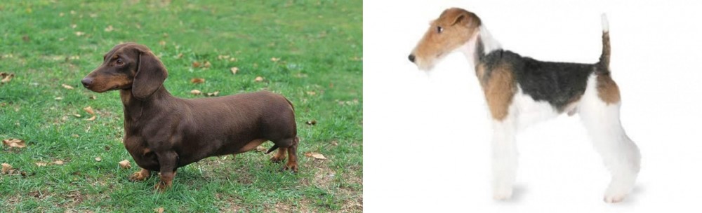 Fox Terrier vs Dachshund - Breed Comparison