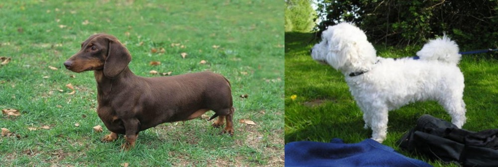 Franzuskaya Bolonka vs Dachshund - Breed Comparison