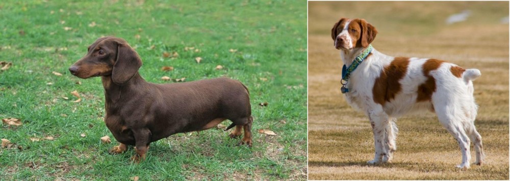 French Brittany vs Dachshund - Breed Comparison