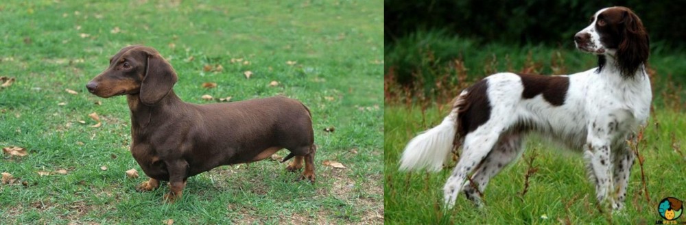 French Spaniel vs Dachshund - Breed Comparison
