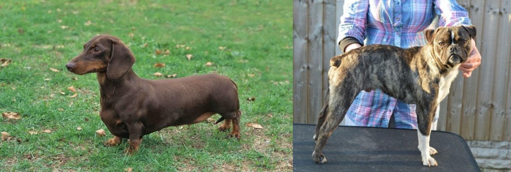 Fruggle vs Dachshund - Breed Comparison