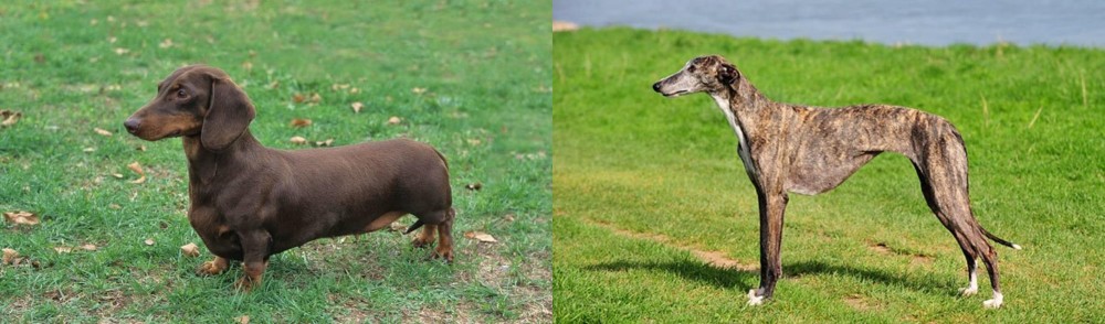 Galgo Espanol vs Dachshund - Breed Comparison