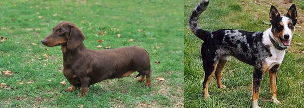 German Coolie vs Dachshund - Breed Comparison