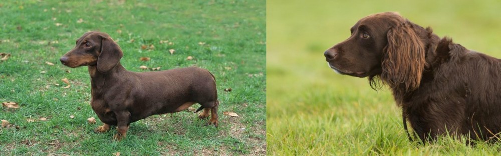 German Longhaired Pointer vs Dachshund - Breed Comparison