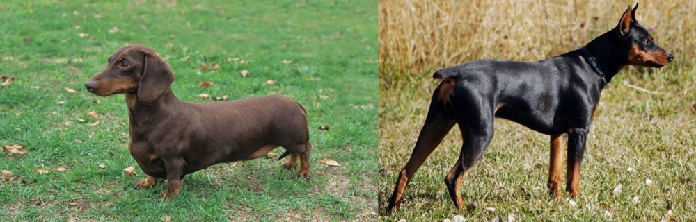 German Pinscher vs Dachshund - Breed Comparison