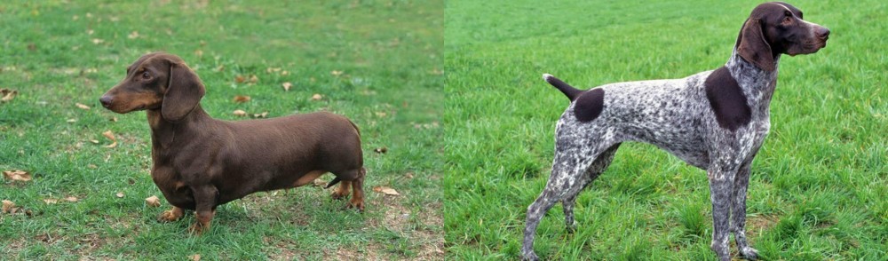 German Shorthaired Pointer vs Dachshund - Breed Comparison