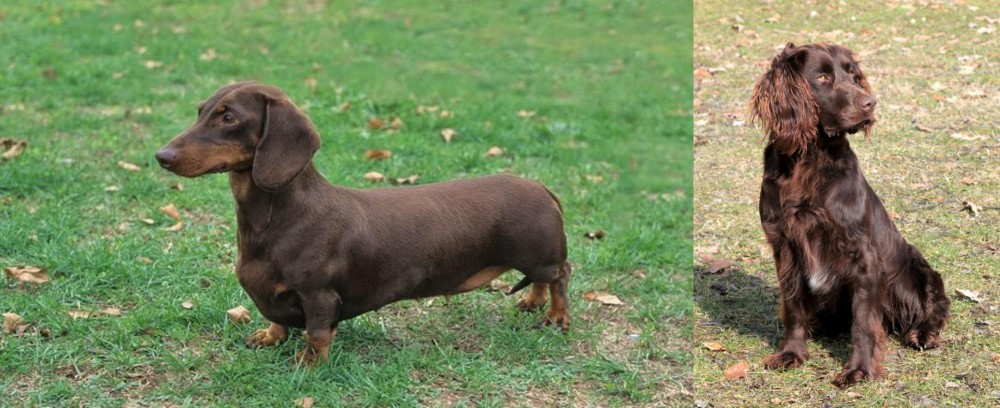 German Spaniel vs Dachshund - Breed Comparison