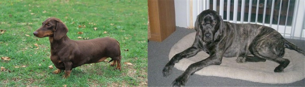 Giant Maso Mastiff vs Dachshund - Breed Comparison