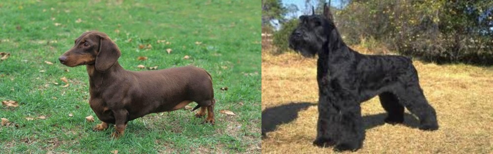 Giant Schnauzer vs Dachshund - Breed Comparison