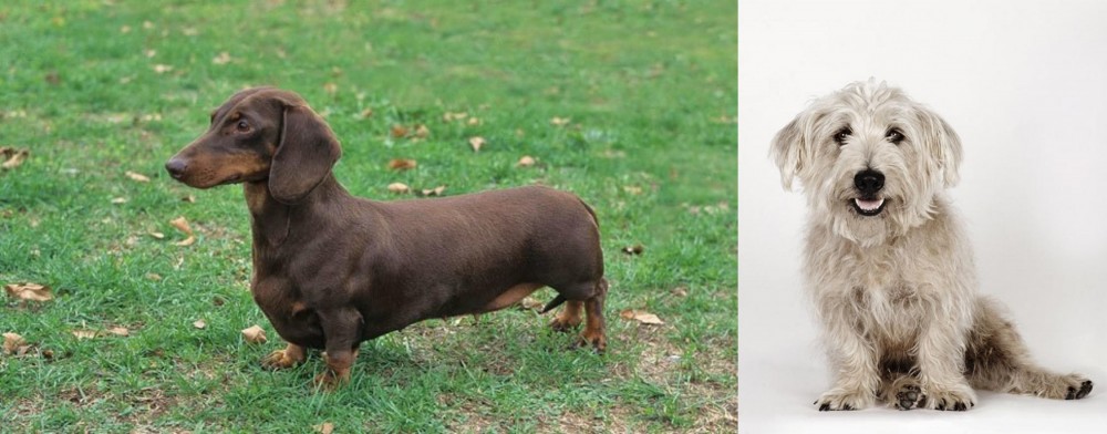 Glen of Imaal Terrier vs Dachshund - Breed Comparison