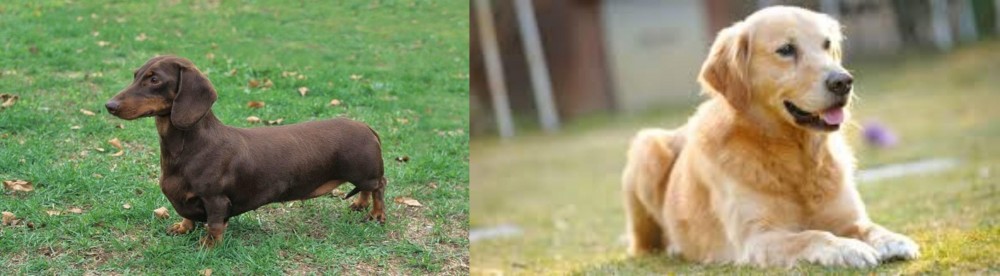 Goldador vs Dachshund - Breed Comparison