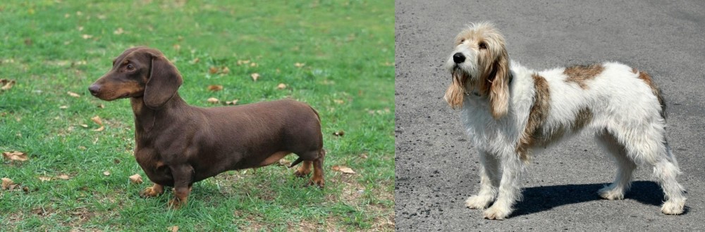 Grand Basset Griffon Vendeen vs Dachshund - Breed Comparison