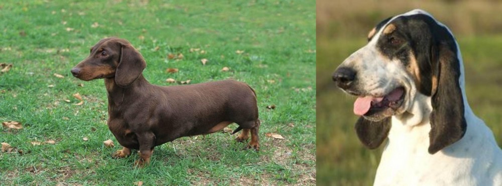 Grand Gascon Saintongeois vs Dachshund - Breed Comparison