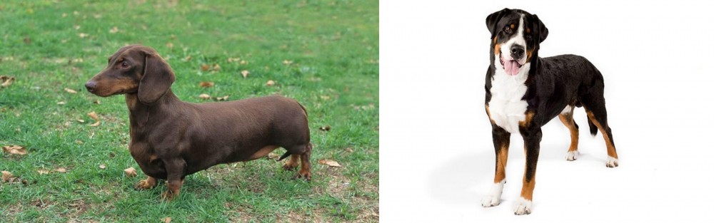 Greater Swiss Mountain Dog vs Dachshund - Breed Comparison