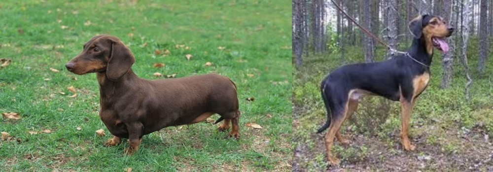 Greek Harehound vs Dachshund - Breed Comparison