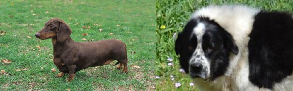 Greek Sheepdog vs Dachshund - Breed Comparison