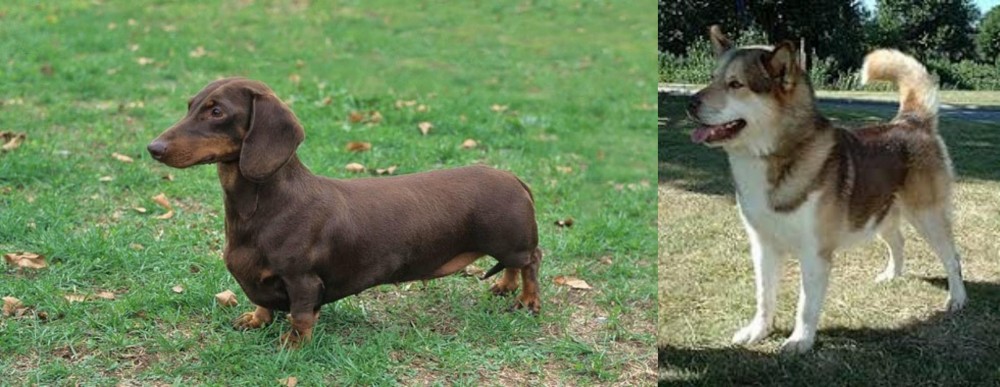 Greenland Dog vs Dachshund - Breed Comparison