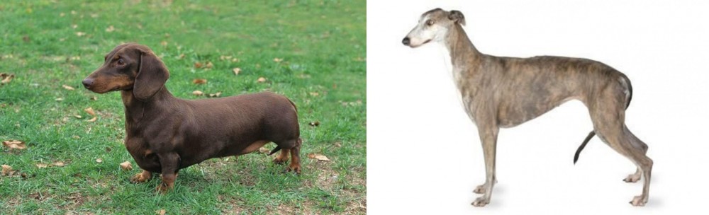 Greyhound vs Dachshund - Breed Comparison