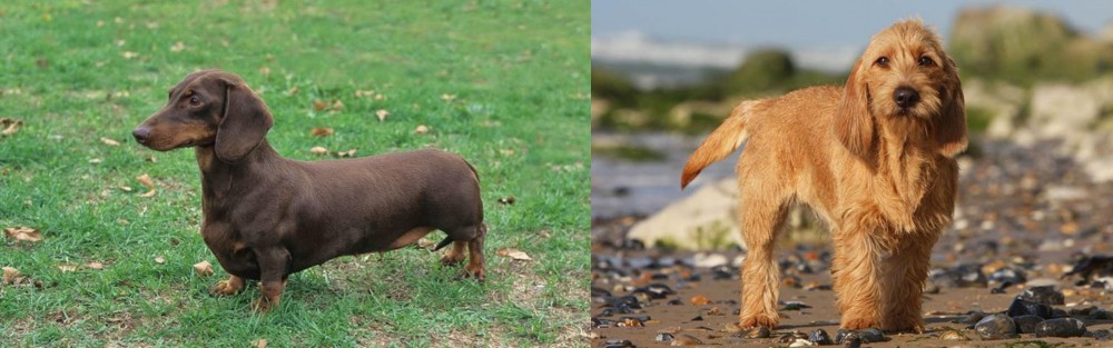 Griffon Fauve de Bretagne vs Dachshund - Breed Comparison