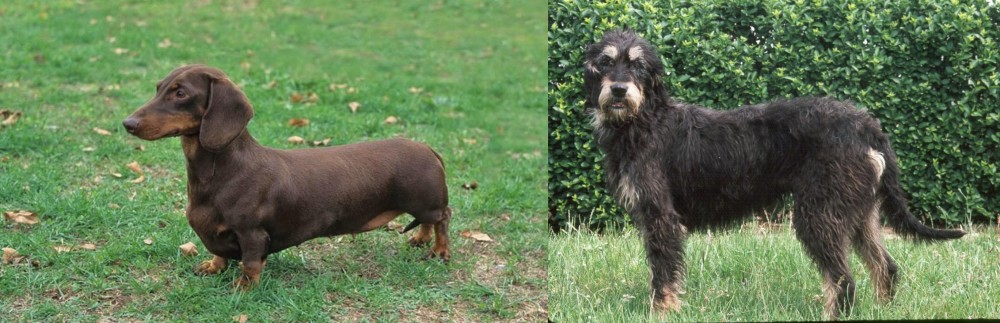 Griffon Nivernais vs Dachshund - Breed Comparison
