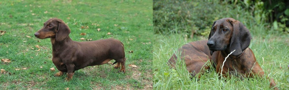 Hanover Hound vs Dachshund - Breed Comparison