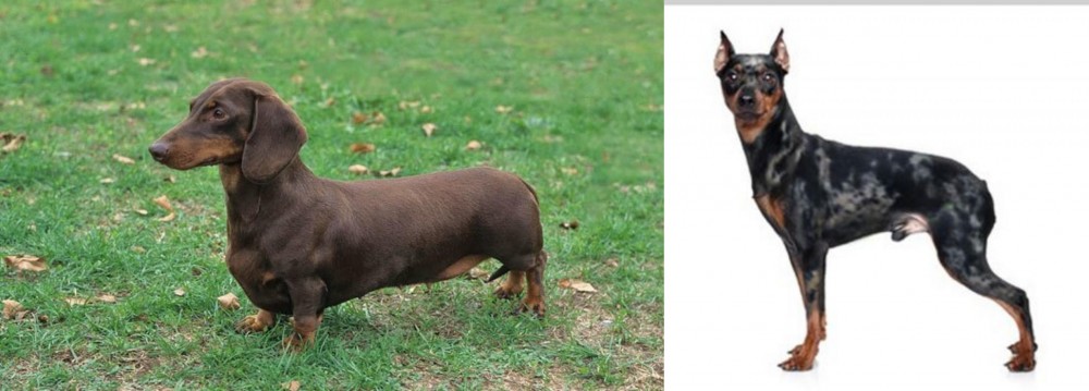 Harlequin Pinscher vs Dachshund - Breed Comparison