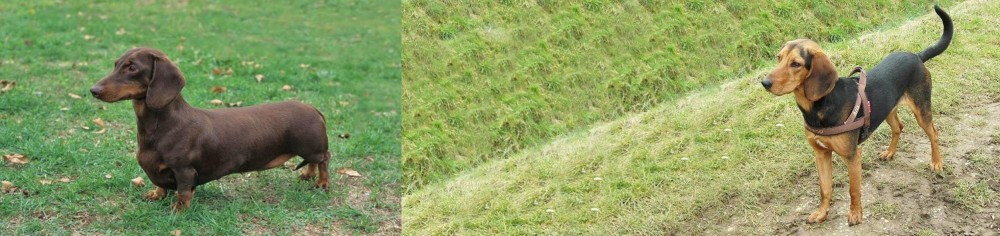 Hellenic Hound vs Dachshund - Breed Comparison