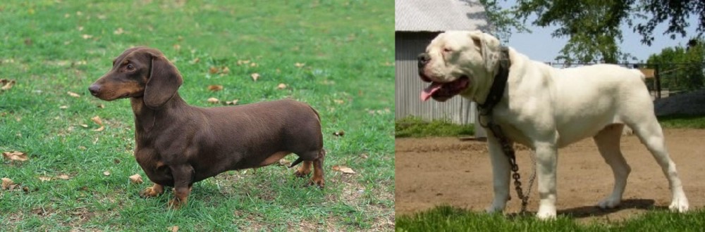 Hermes Bulldogge vs Dachshund - Breed Comparison