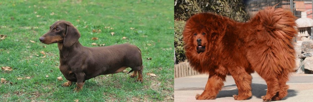 Himalayan Mastiff vs Dachshund - Breed Comparison