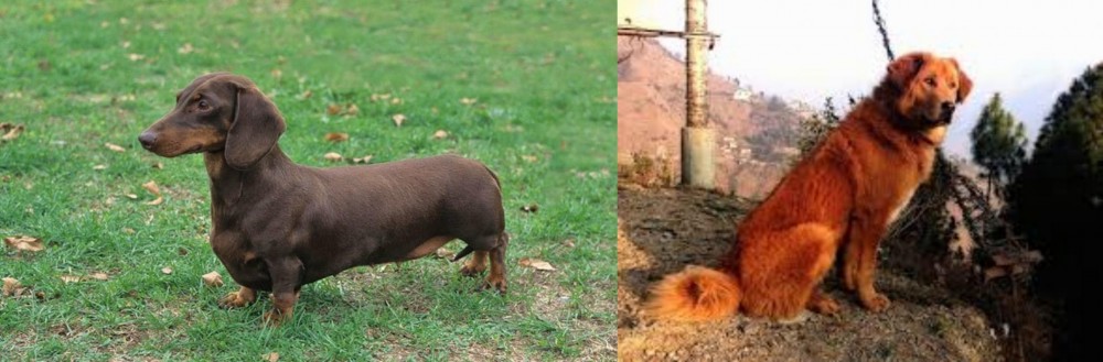 Himalayan Sheepdog vs Dachshund - Breed Comparison
