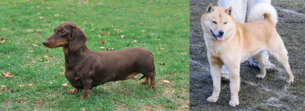 Hokkaido vs Dachshund - Breed Comparison
