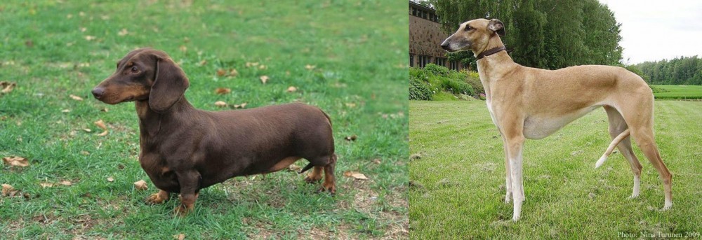 Hortaya Borzaya vs Dachshund - Breed Comparison