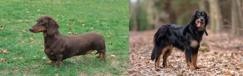 Hovawart vs Dachshund - Breed Comparison