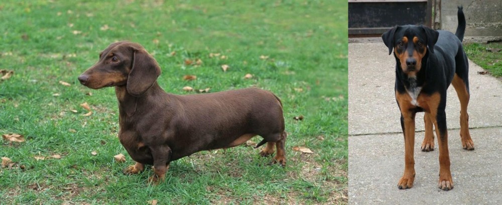 Hungarian Hound vs Dachshund - Breed Comparison