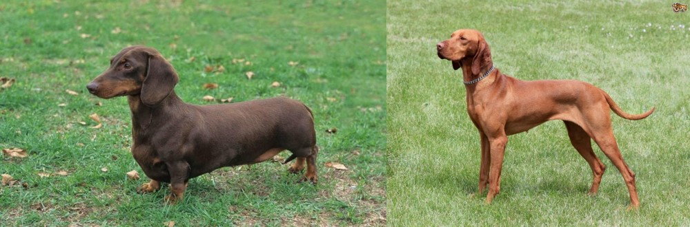 Hungarian Vizsla vs Dachshund - Breed Comparison