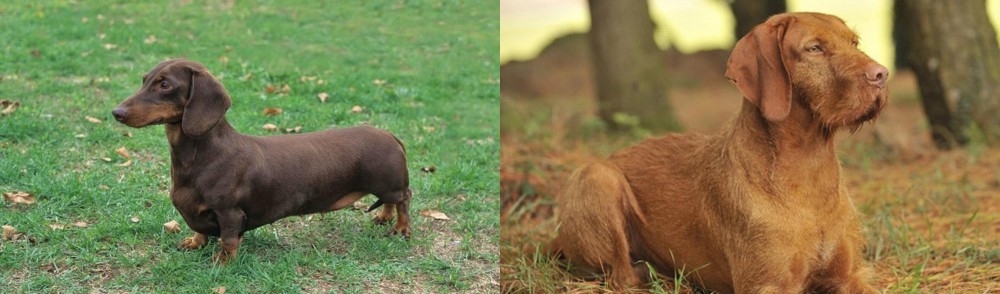 Hungarian Wirehaired Vizsla vs Dachshund - Breed Comparison