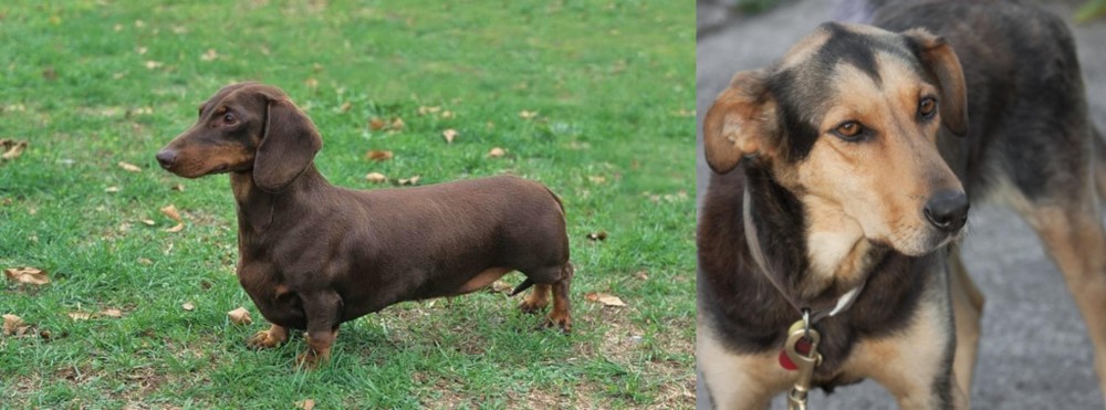 Huntaway vs Dachshund - Breed Comparison