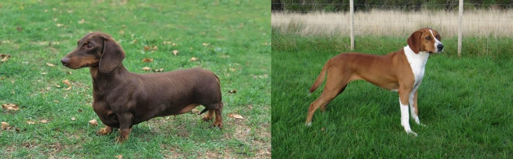 Hygenhund vs Dachshund - Breed Comparison