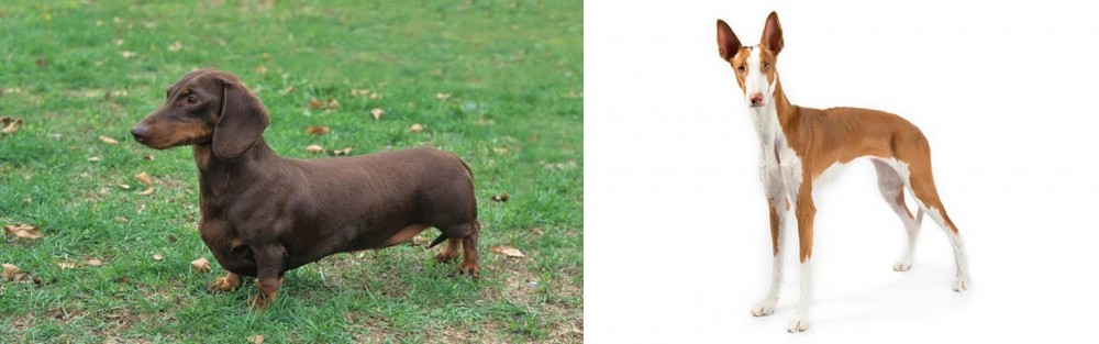 Ibizan Hound vs Dachshund - Breed Comparison