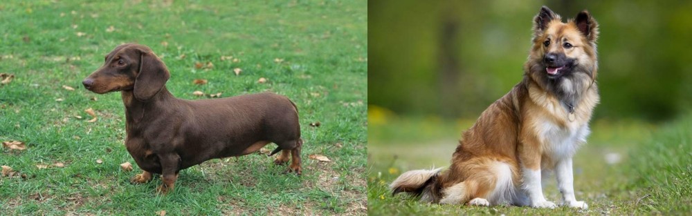 Icelandic Sheepdog vs Dachshund - Breed Comparison