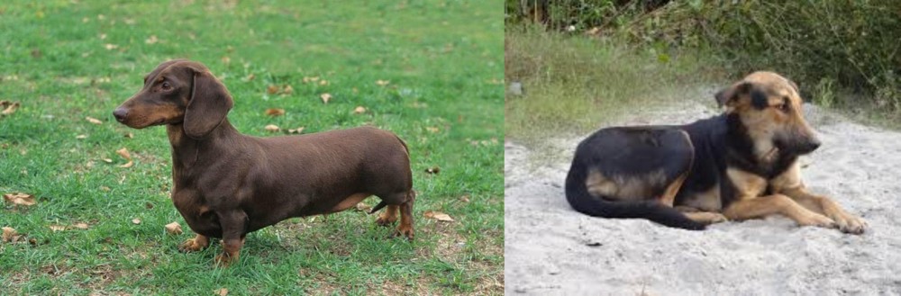 Indian Pariah Dog vs Dachshund - Breed Comparison