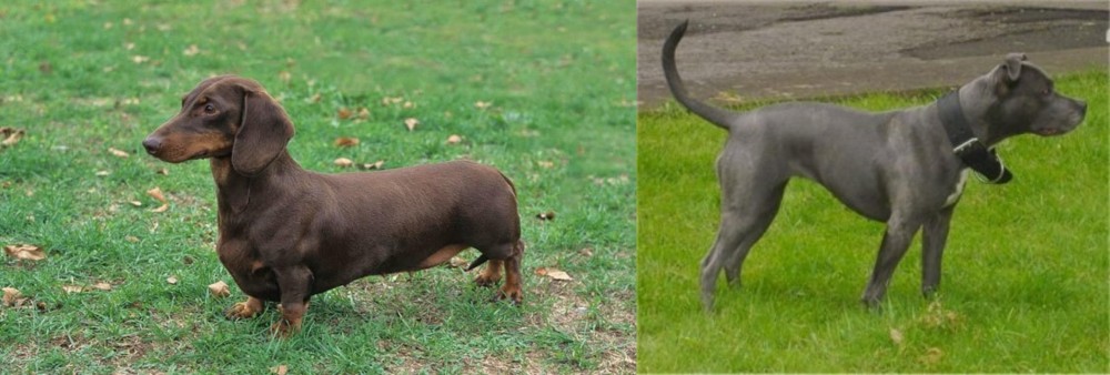 Irish Bull Terrier vs Dachshund - Breed Comparison