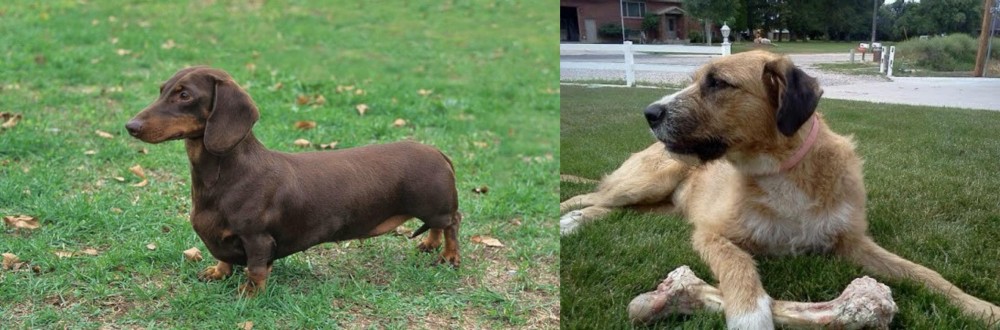 Irish Mastiff Hound vs Dachshund - Breed Comparison