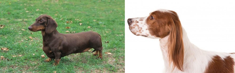 Irish Red and White Setter vs Dachshund - Breed Comparison