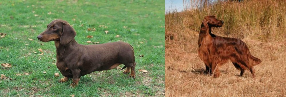 Irish Setter vs Dachshund - Breed Comparison