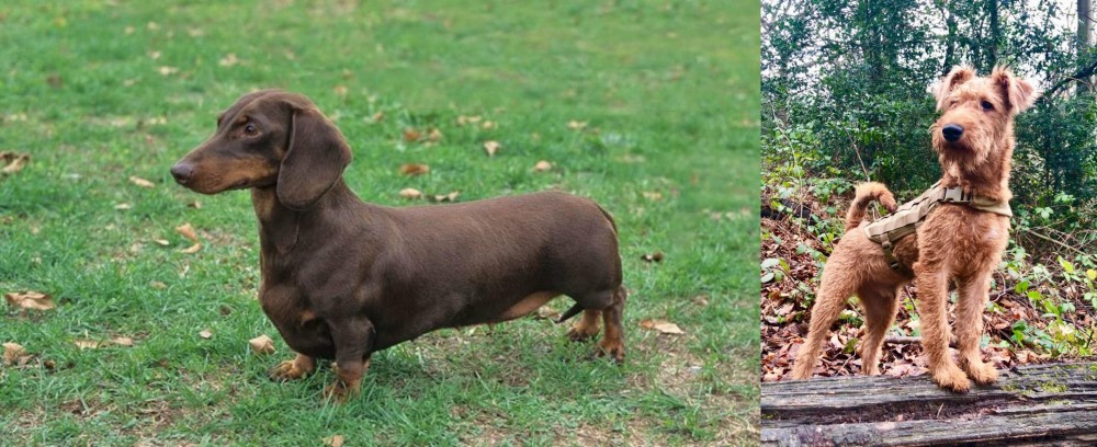 Irish Terrier vs Dachshund - Breed Comparison