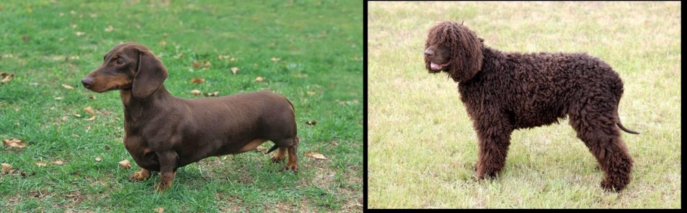 Irish Water Spaniel vs Dachshund - Breed Comparison
